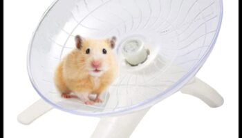 زوبعة عجلة الهامستر: متعة الدوران للهامستر النشط