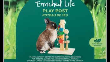 نعيم الأرنب: أنشطة إثراء للأرانب المرحة