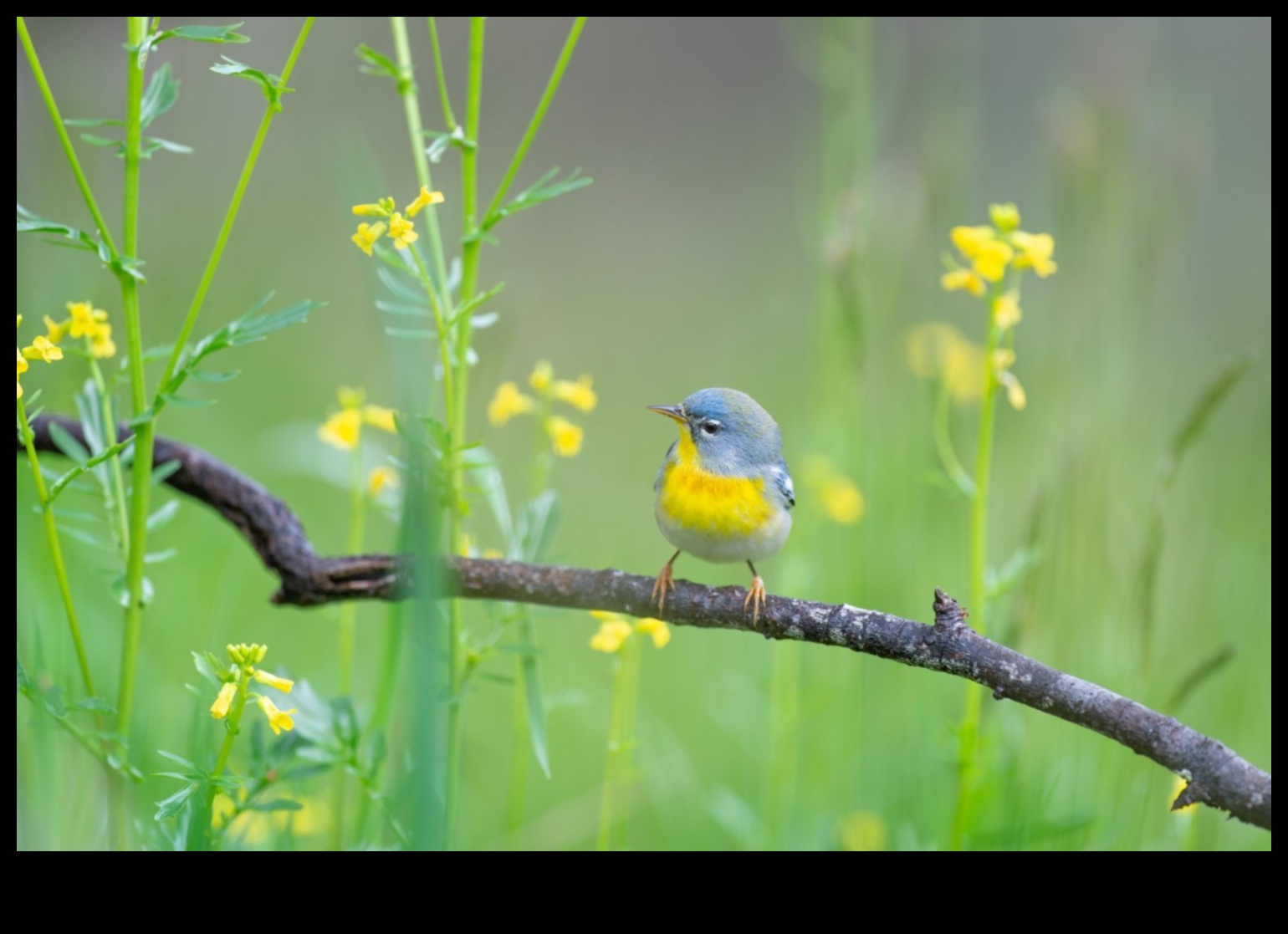 تصوير الطيور 101: نصائح لالتقاط صور مذهلة للطيور