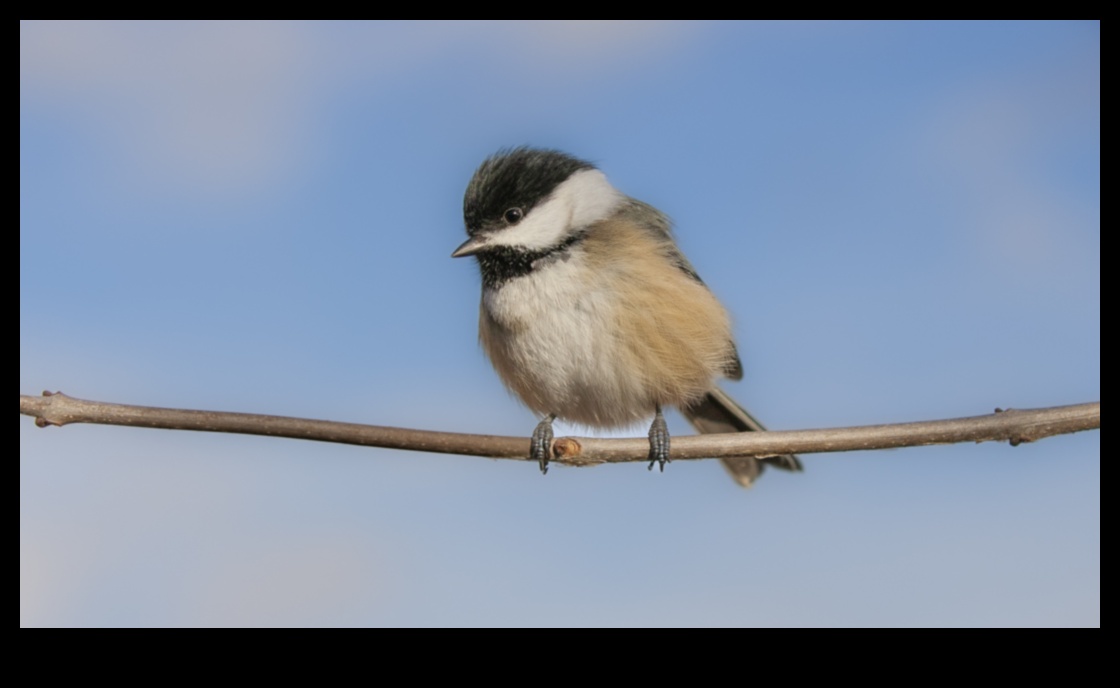تصوير الطيور 101: نصائح لالتقاط صور مذهلة للطيور