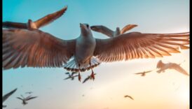 تصوير الطيور 101: نصائح لالتقاط صور مذهلة للطيور