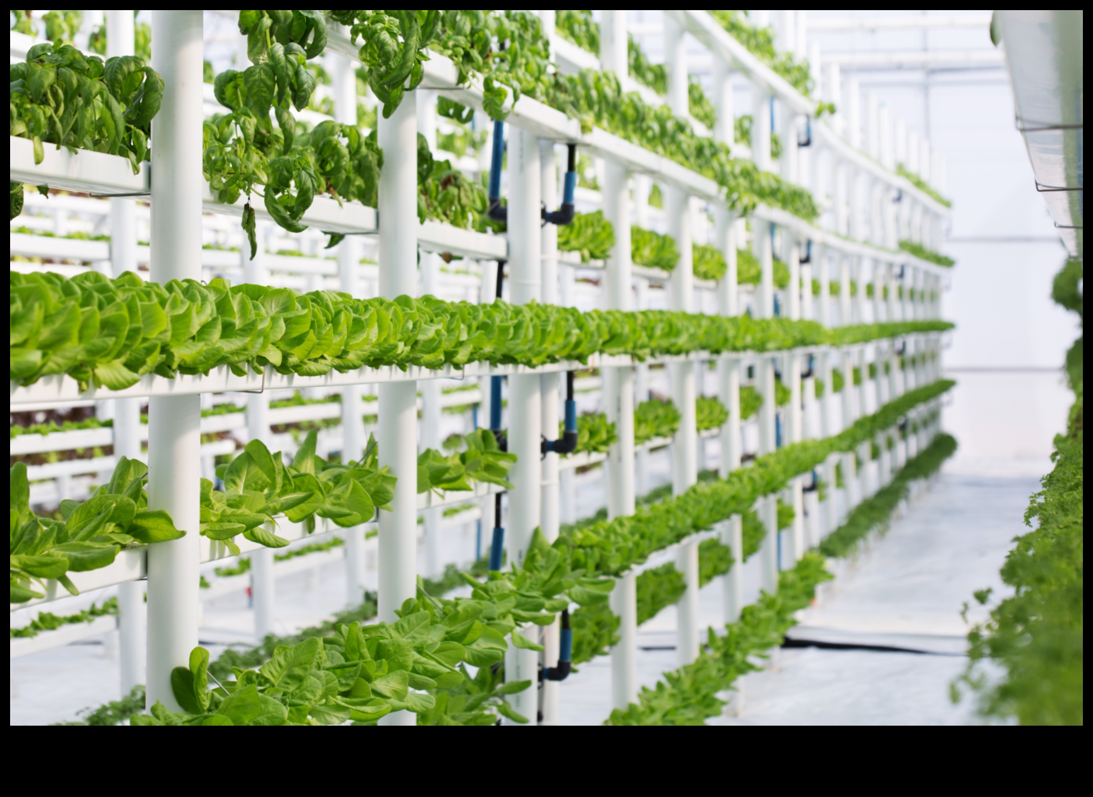 زيادة الأناقة: الكمال في البستنة العمودية