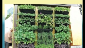 زيادة الأناقة: الكمال في البستنة العمودية