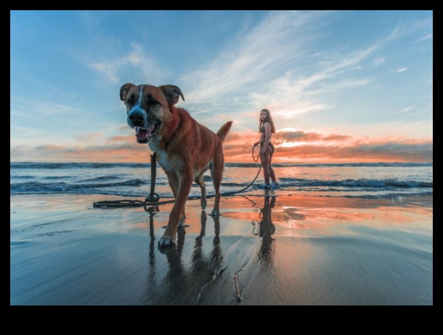 استمرار التقاط صور الحيوانات الأليفة في الجيب: إنشاء مجموعات مصغرة