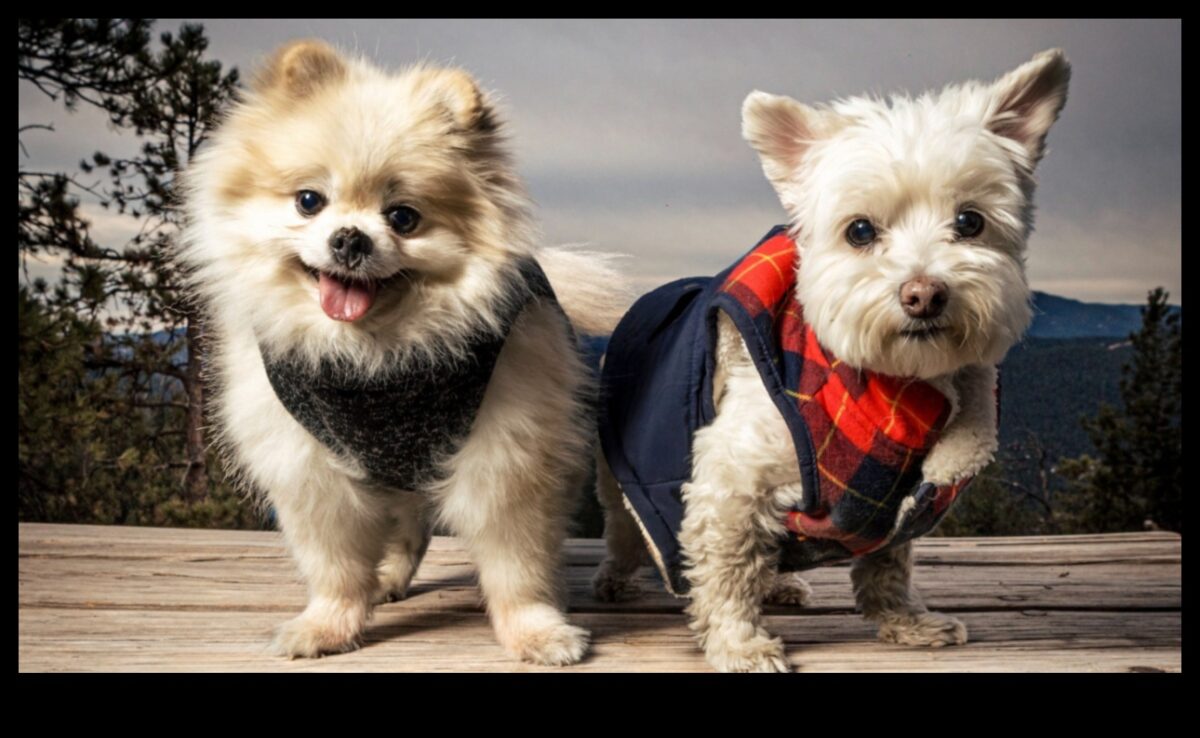 استمرار التقاط صور الحيوانات الأليفة في الجيب: إنشاء مجموعات مصغرة