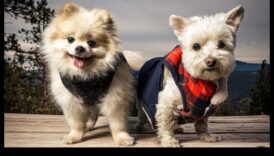 استمرار التقاط صور الحيوانات الأليفة في الجيب: إنشاء مجموعات مصغرة