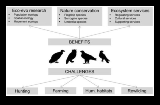 استكشاف دور الطيور في الحفاظ على البيئة والاستدامة