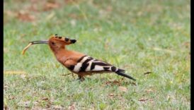 استكشاف دور الطيور في الحفاظ على البيئة والاستدامة