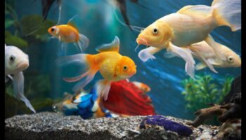 أصدقاء مريبون إلى الأبد: الحفاظ على ظروف حوض السمك الصحية