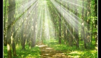 ملاذ في الطبيعة: استكشاف المحميات البيئية