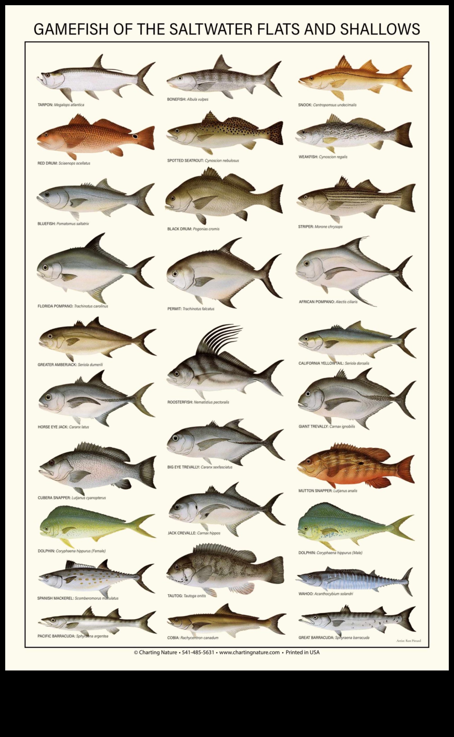تابع أصدقاء فين: الأسماك ذات الهياكل الاجتماعية الرائعة