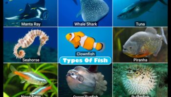 تابع أصدقاء فين: الأسماك ذات الهياكل الاجتماعية الرائعة