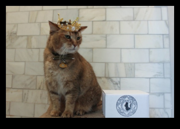جواهر تاج القطط: إكسسوارات ملكية لقططك الملكي
