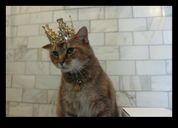 جواهر تاج القطط: إكسسوارات ملكية لقططك الملكي