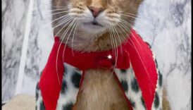 جواهر تاج القطط: إكسسوارات ملكية لقططك الملكي