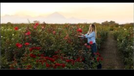 زراعة العجب: دليل شامل لرعاية الحدائق الناجحة