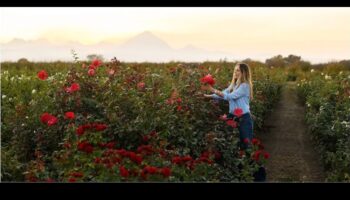 زراعة العجب: دليل شامل لرعاية الحدائق الناجحة