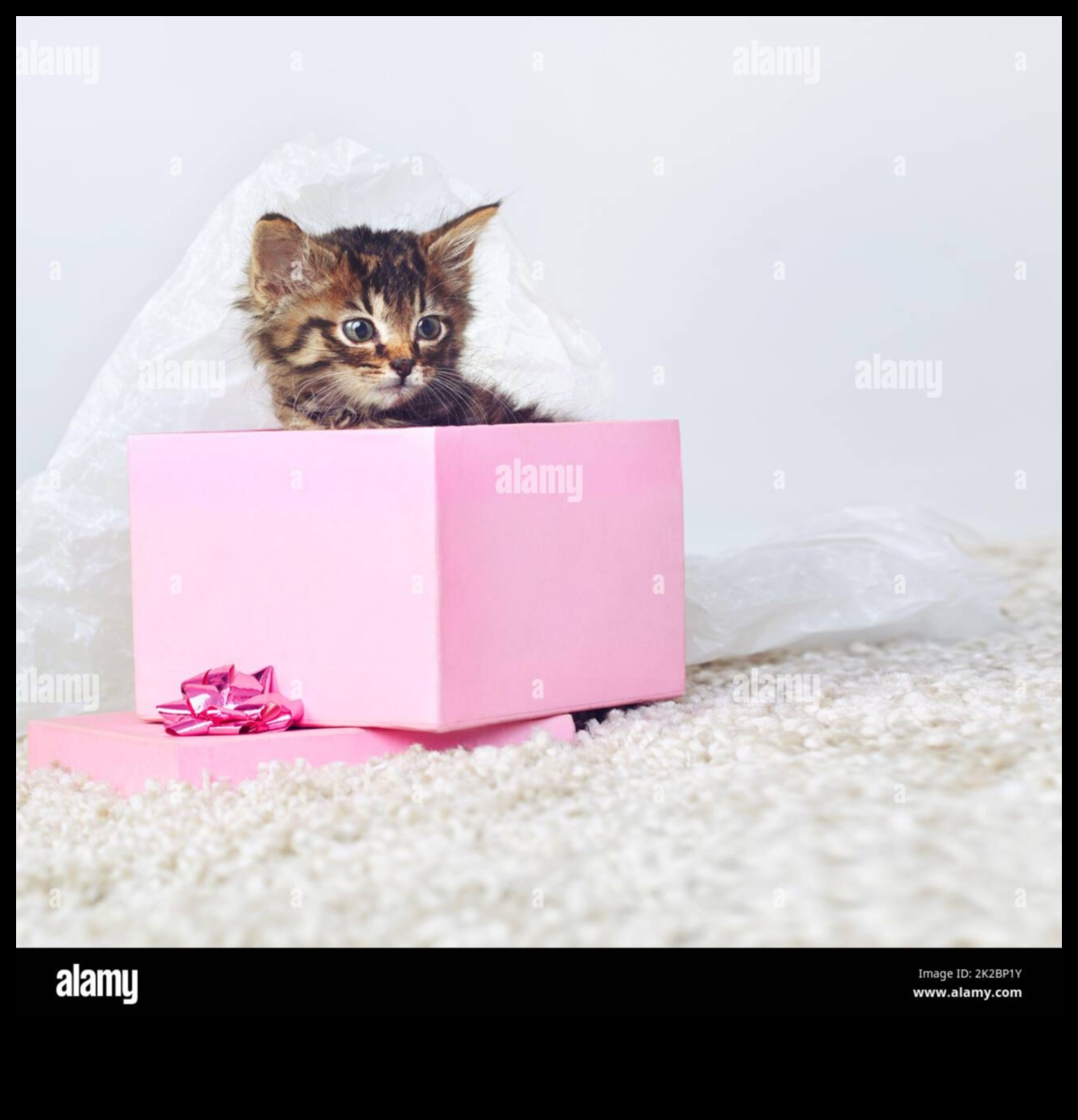 هدايا DIY لمحبي الحيوانات: هدايا تتمحور حول الحيوانات الأليفة