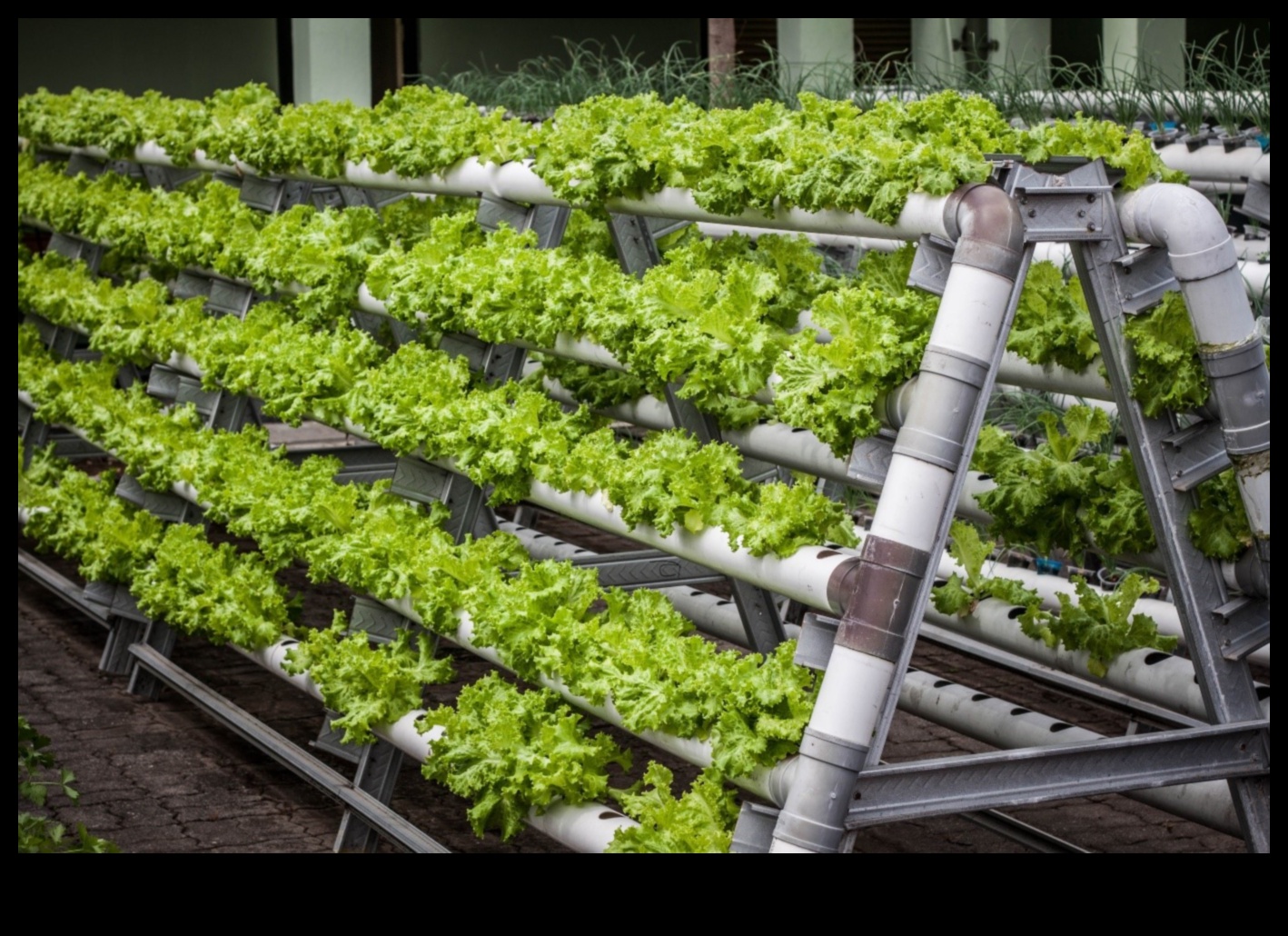 المشاريع العمودية: البستنة الحضرية للمساحات المحدودة