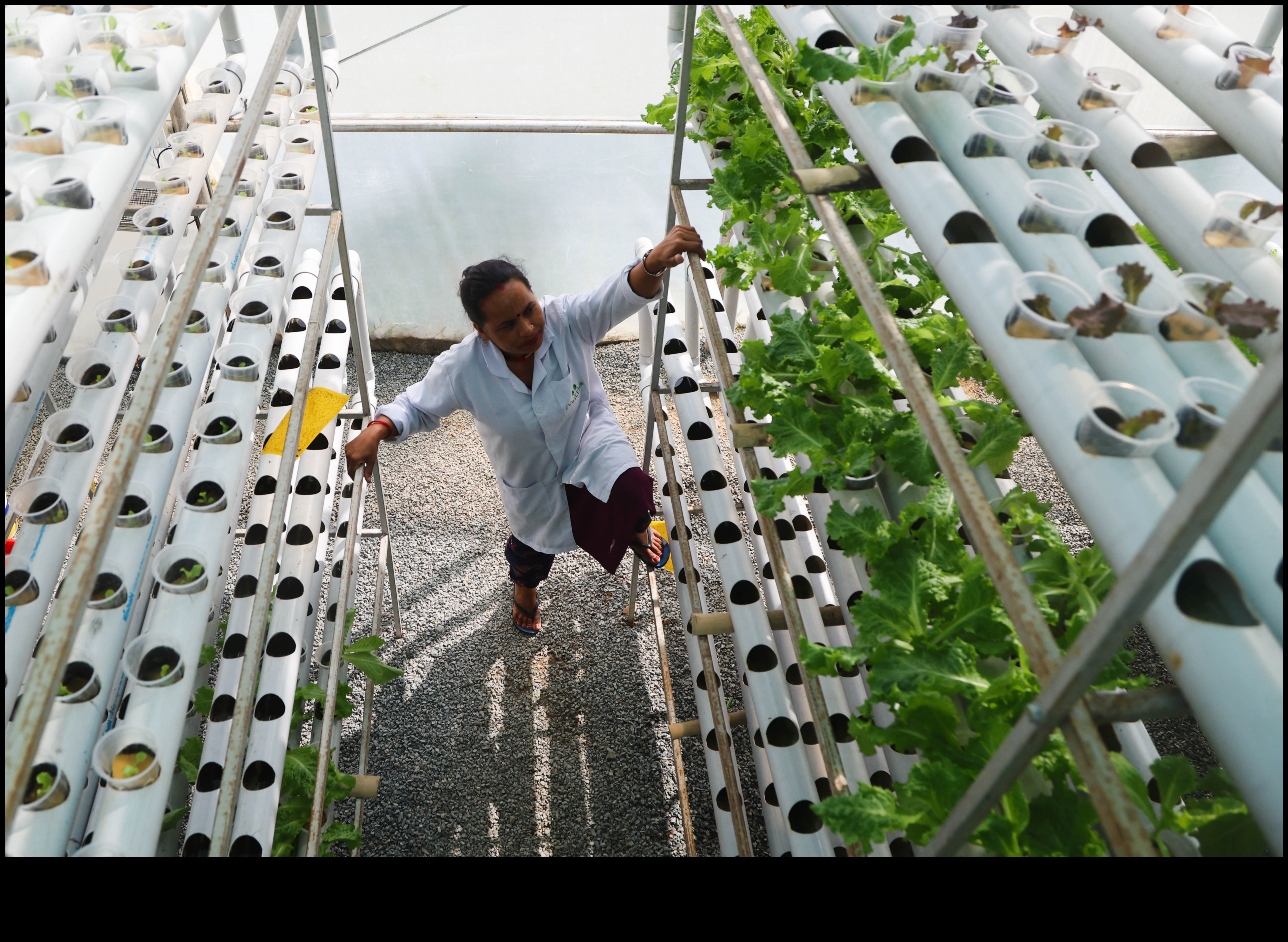 المشاريع العمودية: البستنة الحضرية للمساحات المحدودة