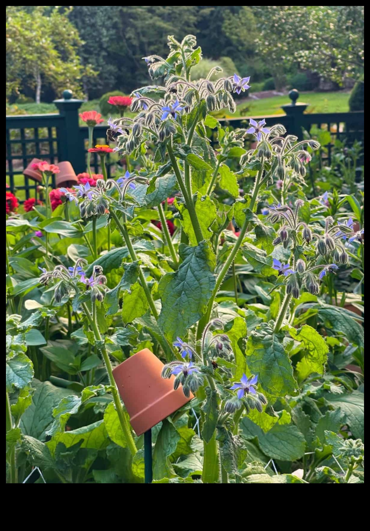 الكمال الشريك: التنقل في إتقان الزراعة المصاحبة