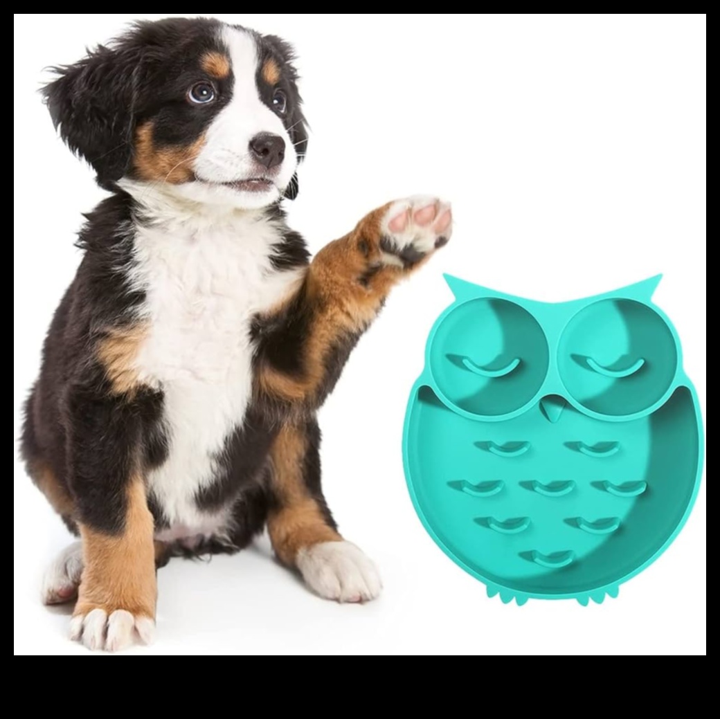 أوقات الوجبات المدروسة: تشجيع التغذية البطيئة للكلاب والقطط