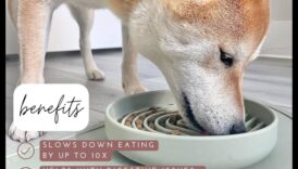 أوقات الوجبات المدروسة: تشجيع التغذية البطيئة للكلاب والقطط