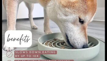 أوقات الوجبات المدروسة: تشجيع التغذية البطيئة للكلاب والقطط