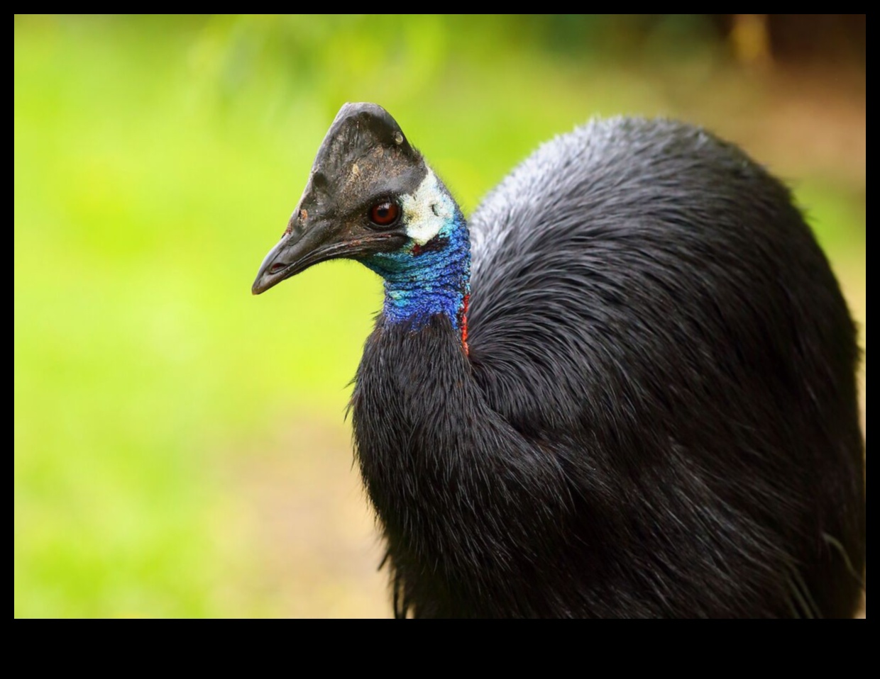 قائمة دلو مراقب الطيور: الطيور النادرة والمراوغة التي يمكن اكتشافها