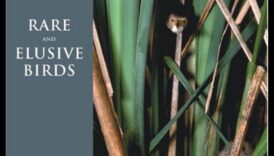 قائمة دلو مراقب الطيور: الطيور النادرة والمراوغة التي يمكن اكتشافها