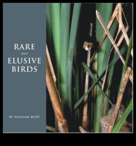 قائمة دلو مراقب الطيور: الطيور النادرة والمراوغة التي يمكن اكتشافها