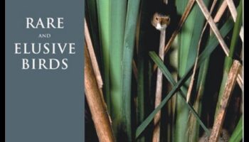 قائمة دلو مراقب الطيور: الطيور النادرة والمراوغة التي يمكن اكتشافها