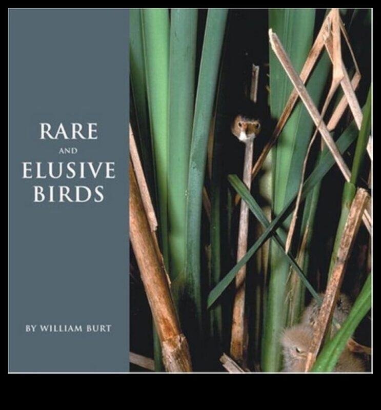 قائمة دلو مراقب الطيور: الطيور النادرة والمراوغة التي يمكن اكتشافها