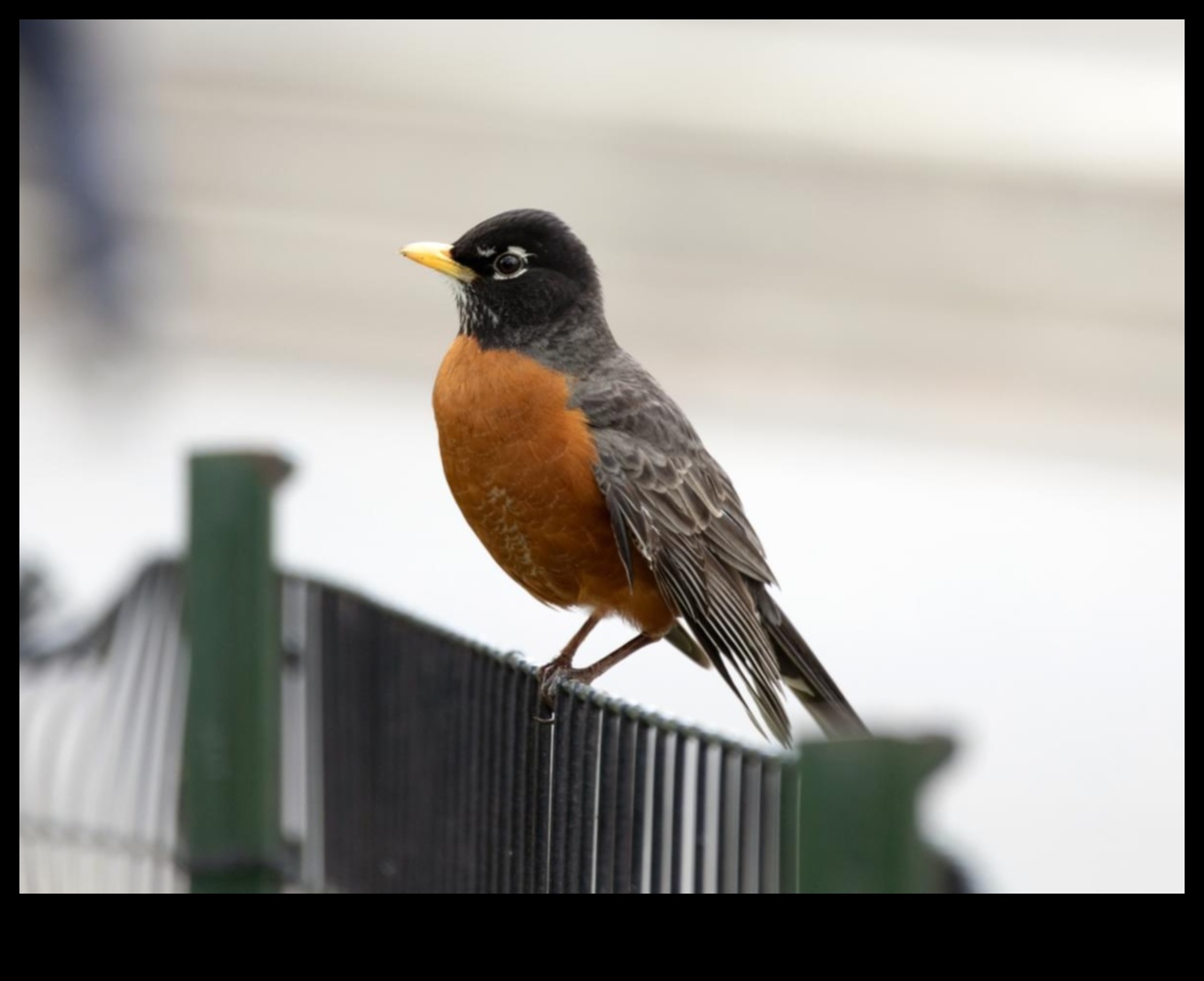 الطيور في الأماكن الحضرية: التكيف مع حياة المدينة