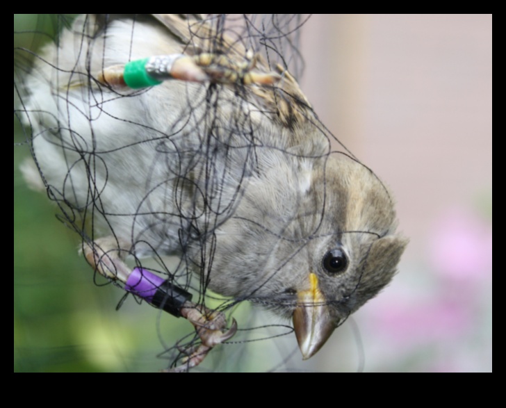 الطيور في الأماكن الحضرية: التكيف مع حياة المدينة