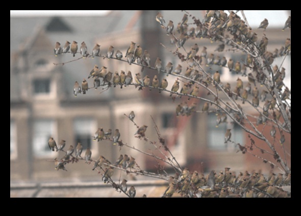 الطيور في الأماكن الحضرية: التكيف مع حياة المدينة