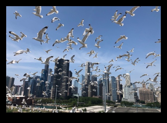 الطيور في الأماكن الحضرية: التكيف مع حياة المدينة