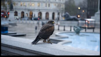 الطيور في الأماكن الحضرية: التكيف مع حياة المدينة