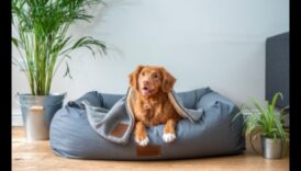 راحة الكلاب: خلق مساحة مريحة لكلبك في المنزل