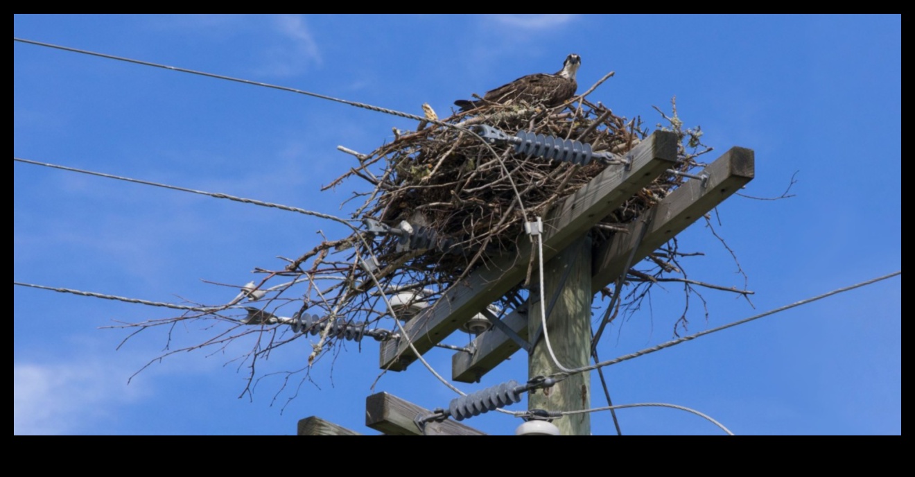 استمرار الطيور في المساحات الحضرية: الاحتفال بالحياة البرية وسط الخرسانة
