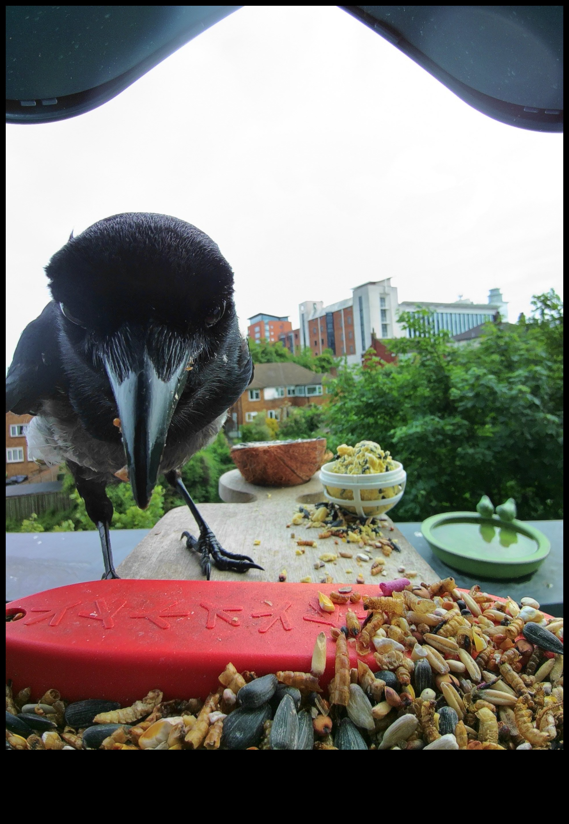 استمرار الطيور في المساحات الحضرية: الاحتفال بالحياة البرية وسط الخرسانة