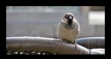 استمرار الطيور في المساحات الحضرية: الاحتفال بالحياة البرية وسط الخرسانة