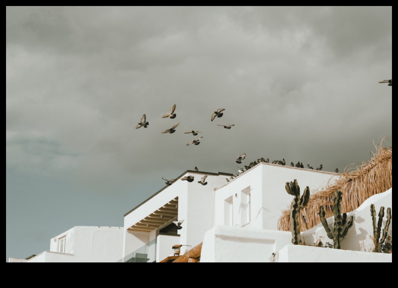 استمرار الطيور في المساحات الحضرية: الاحتفال بالحياة البرية وسط الخرسانة