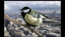 استمرار الطيور في المساحات الحضرية: الاحتفال بالحياة البرية وسط الخرسانة