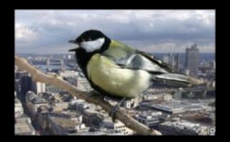 استمرار الطيور في المساحات الحضرية: الاحتفال بالحياة البرية وسط الخرسانة