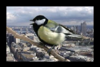 استمرار الطيور في المساحات الحضرية: الاحتفال بالحياة البرية وسط الخرسانة