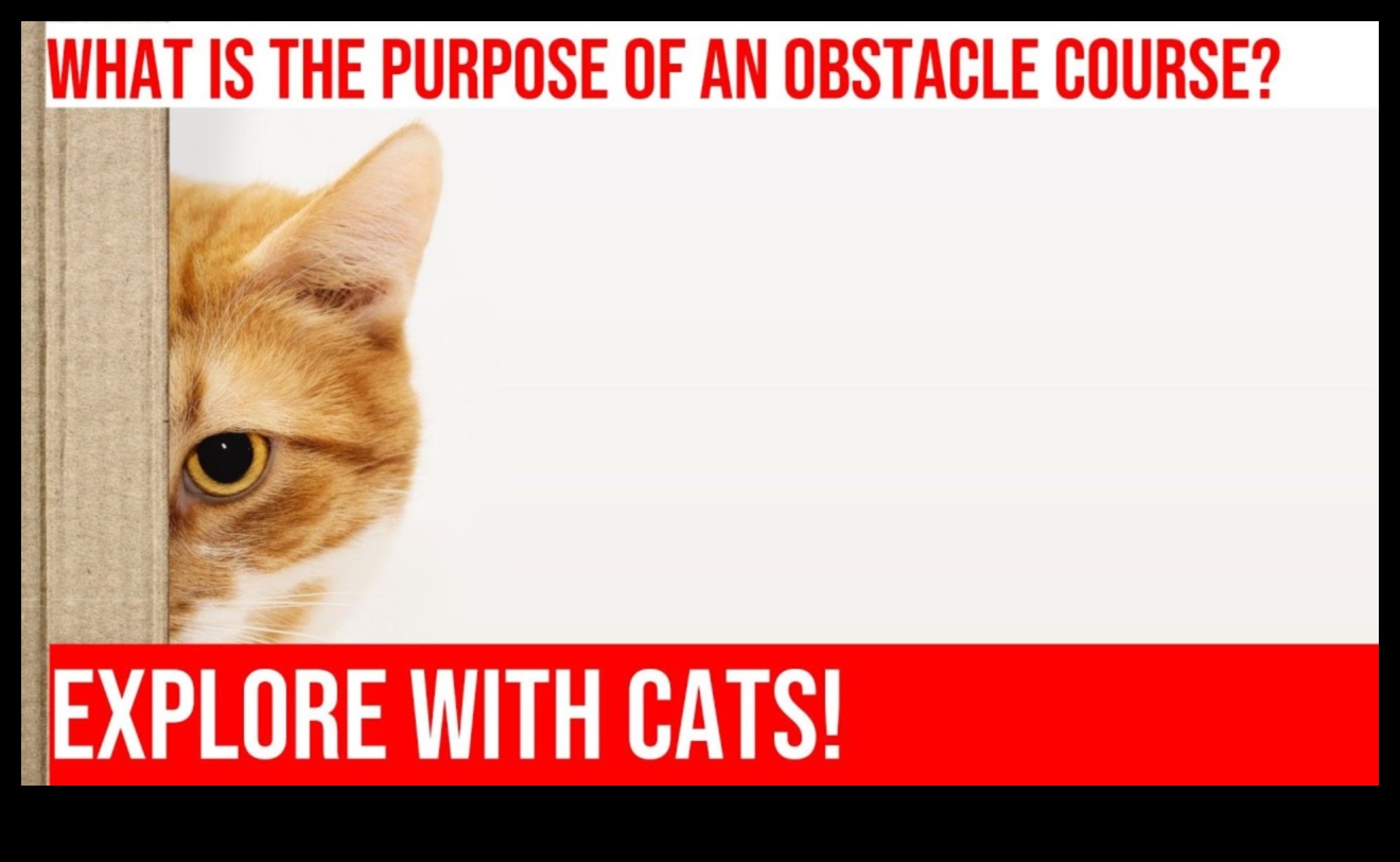 استمرار جنون اللياقة البدنية للقطط: إنشاء دورات تدريبية داخلية للعقبات
