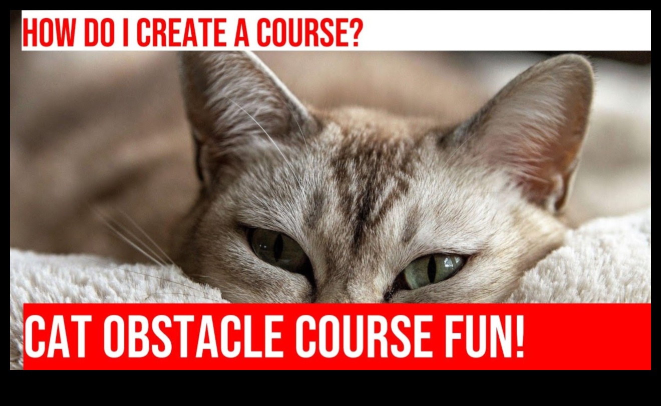 استمرار جنون اللياقة البدنية للقطط: إنشاء دورات تدريبية داخلية للعقبات