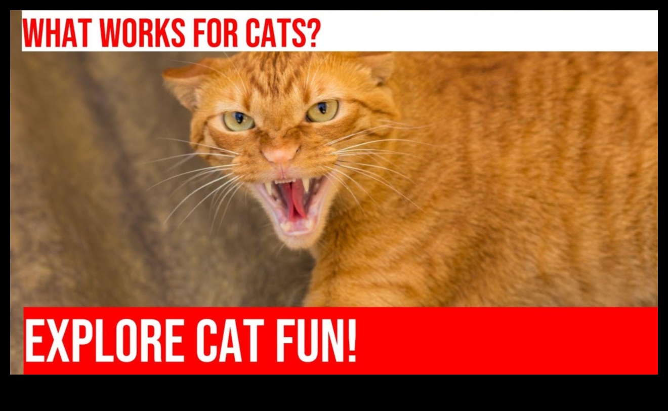 استمرار جنون اللياقة البدنية للقطط: إنشاء دورات تدريبية داخلية للعقبات