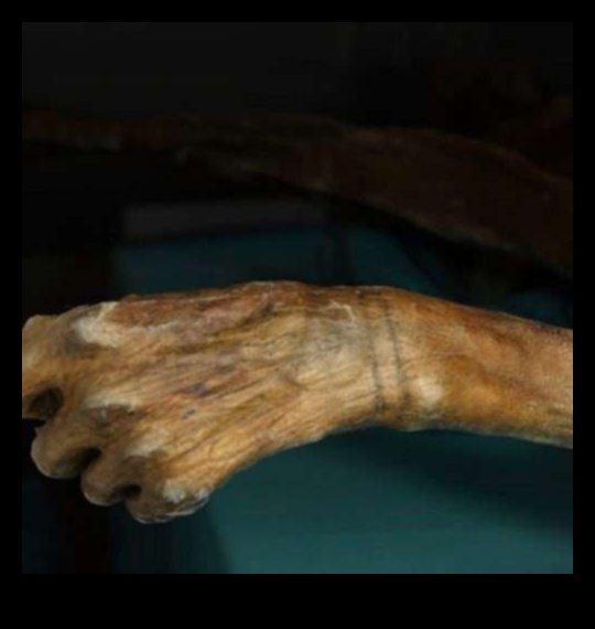 أوديسي الحبر: الكشف عن سجلات إتقان الوشم الحديث